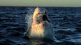 Shark Week: Rogue Sharks