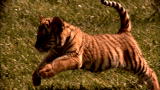 Time Warp: Tiger Cub vs Leg