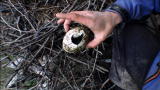 Man vs. Wild: Meal Denied