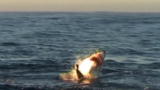 News: Sharks Hunt Like Serial Killers