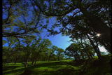 Assignment Discovery Shorts: Tree Intro