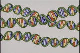 Assignment Discovery Shorts: Cell DNA