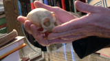 Oddities: Monkey Skull