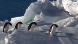 Frozen Planet: Disappearing Penguins