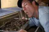 Dirty Jobs: Cricket Egg-Spectation
