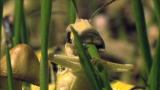 Superswarm: Locust Plagues
