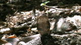 Beyond Survival: Spitting Cobra