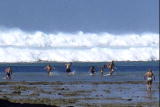 Assignment Discovery Shorts: Tsunami 2004: The First Waves