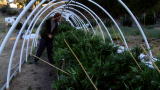 Weed Country Season 1: Plants Suffer