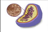 Assignment Discovery Shorts: Eukaryote Prokaryotes