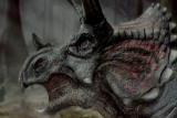 Clash of the Dinosaurs: The Triceratops Threat