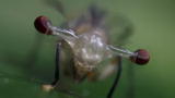 Life: Stalk-Eyed Flies Inflate Eye Stalks