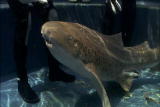 Shark Week: Shark Encounters