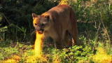 Outdoor Adventure: The Cat Of One Color