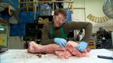 Mythbusters: Creation of Neck Man