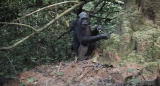 News: Chimps Invent Brush Tool