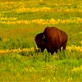 Bison Before Breakfast