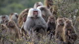 Life :Baboon Super-Troops Clash