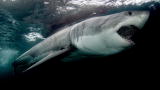 Shark Bites: Arm Loss