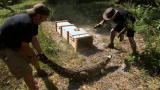 Swamp Brothers: Jumping Croc