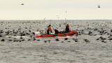 Frozen Planet: Filming the Arctic's Roughest Seas