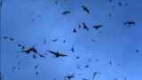 Superswarm: Bat Hunt