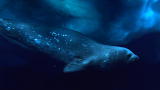 Frozen Planet: Weddell Seals Battle for Air