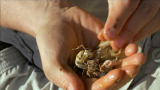 Man vs. Wild: Bug Burger