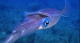 Assignment Discovery Shorts: Squid Defense