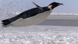 Frozen Planet: Premiering March 18