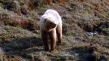 Outdoor Adventure: Grizzlies