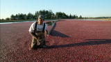 Dirty Jobs: Cranberry Farmer