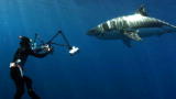 Shark Week: Diving With Great Whites