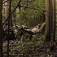 Survival Zone: Jungle: Shelter and Fire