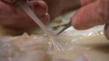Squid Invasion: Hard Wired