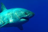 Great White Shark: Uncaged: Saving the Sharks
