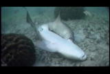 The Ultimate Guide to Sharks: Shark Mating