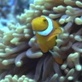 Discovery Atlas: Australia Revealed: Director's Cut