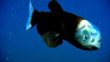 Is It Possible: Bizarre Bottom Dweller