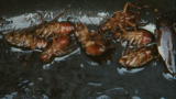 The Colony: Cockroach Munchies