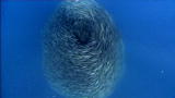 Superswarm: Fish Vortex