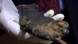 Oddities: Mummified Hand