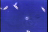 Assignment Discovery Shorts: First Cells
