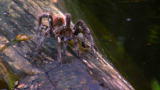 Man, Woman, Wild: Bird-Eating Tarantula