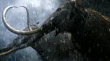 3jumpsfarm mammoths