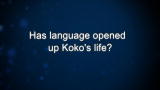 Curiosity: Has language opened up Koko's life?