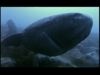 Ultimate Guide to Sharks: Meet the Elusive Greenland Shark
