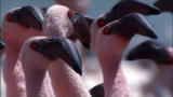 Life: Discovering Bird Behavior