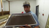Dirty Jobs: Rock-a-Bye Baby Cricket