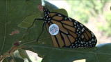 News: Monarch Butterflies Tagged for Trip South